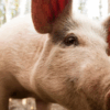 China Man For Die, But Pig Liver Save Am For 170 Days