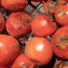 Tomato Price Don High Because Supply And Storage Dey Yawa