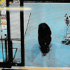 No Be Play Again – Bear Attack Don Set New Record For Japan