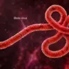 Must Read: Ebola Show Face Inside Nigeria Again