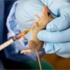 Lassa Fever Don Kpai 263 People For Nigeria